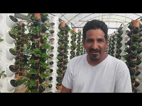 فيديو: زراعة الفراولة عموديا