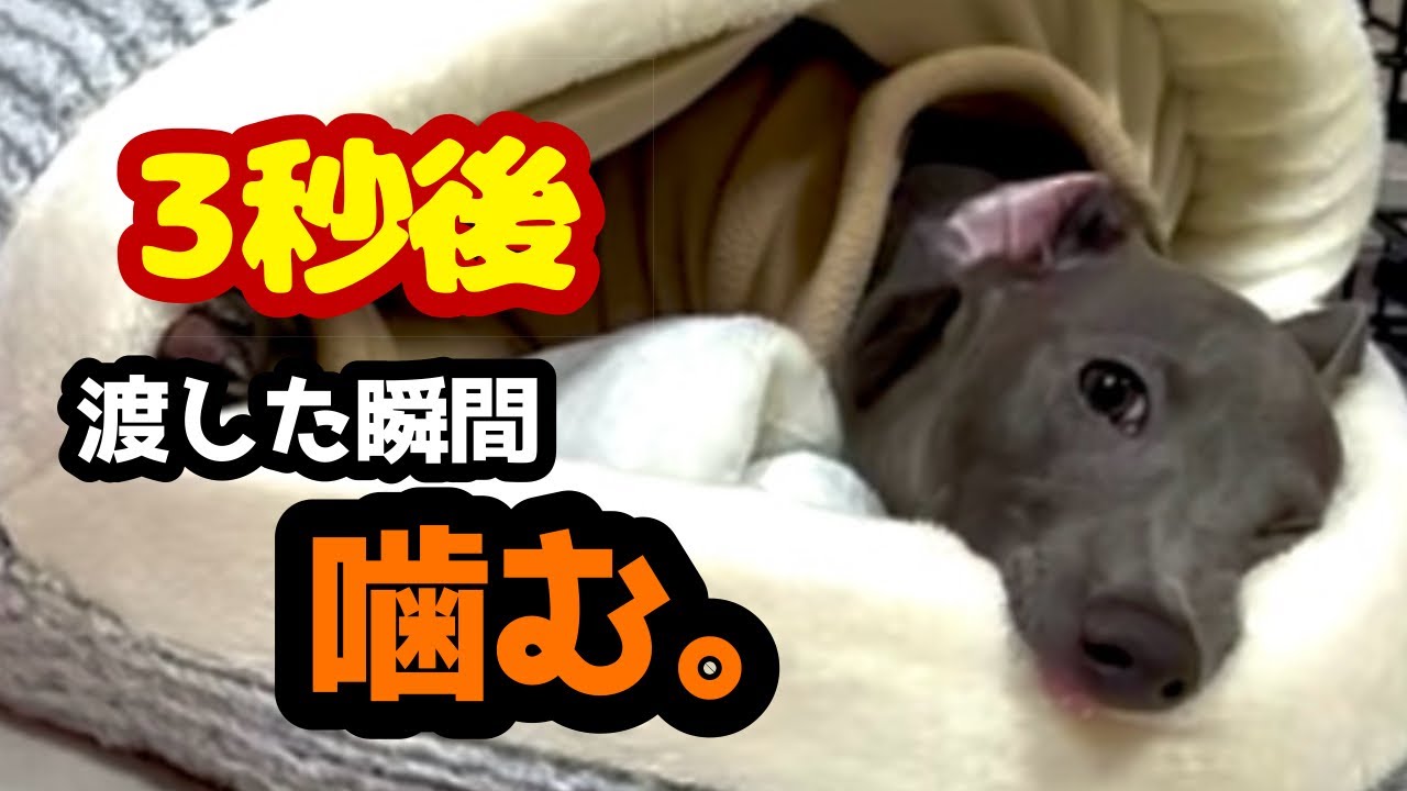 【寒さ対策とは】人気の保温ベッドを子犬にあげた瞬間、こうなります| We gave a self-warming bed to a puppy