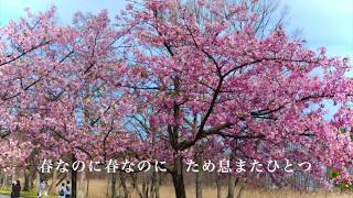 春なのに〜柏原芳恵／作詞-作曲〜中島みゆき