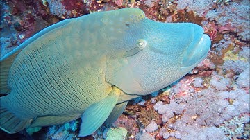 Napoleon Wrasse - by Khurram Pervaiz