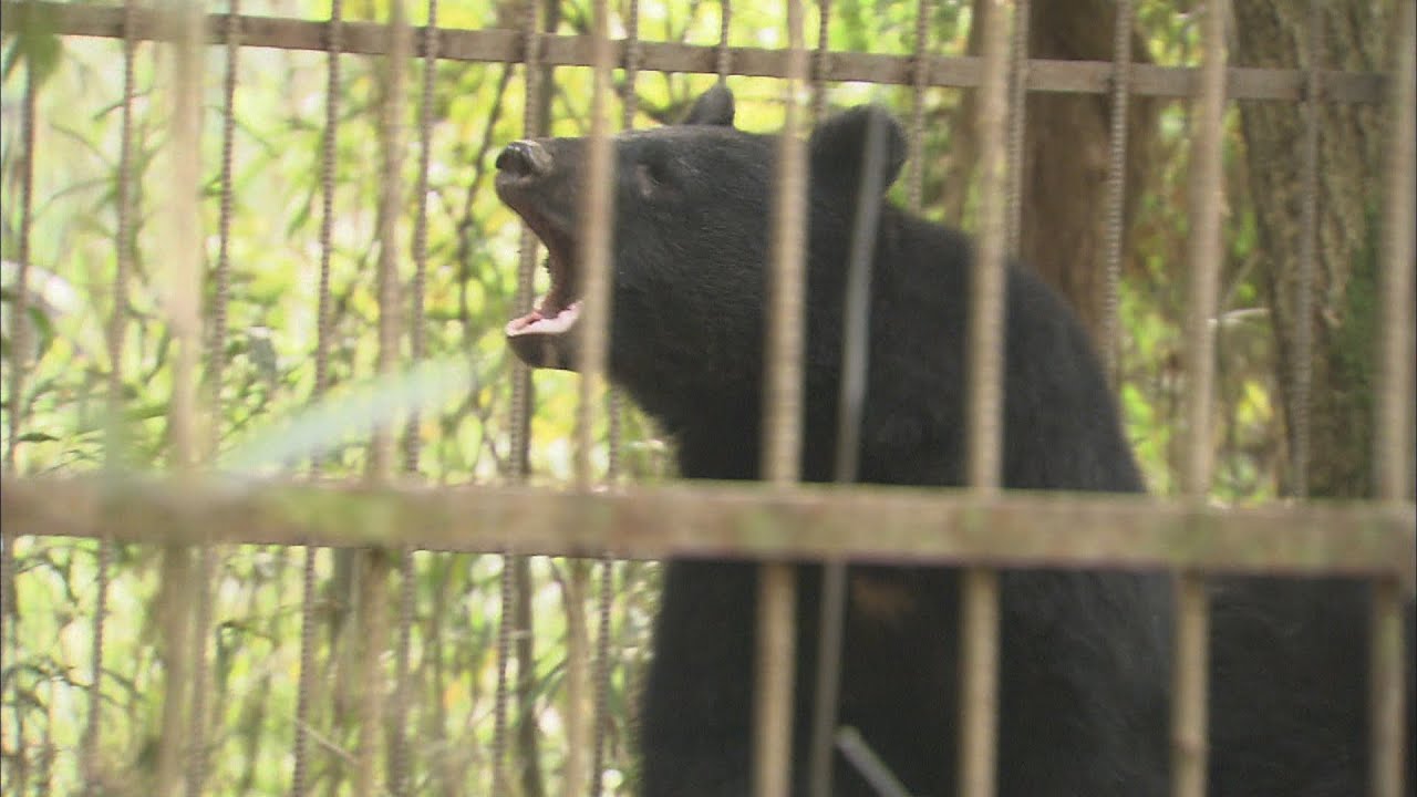 Number of Asiatic black bear sightings falls to less than half of