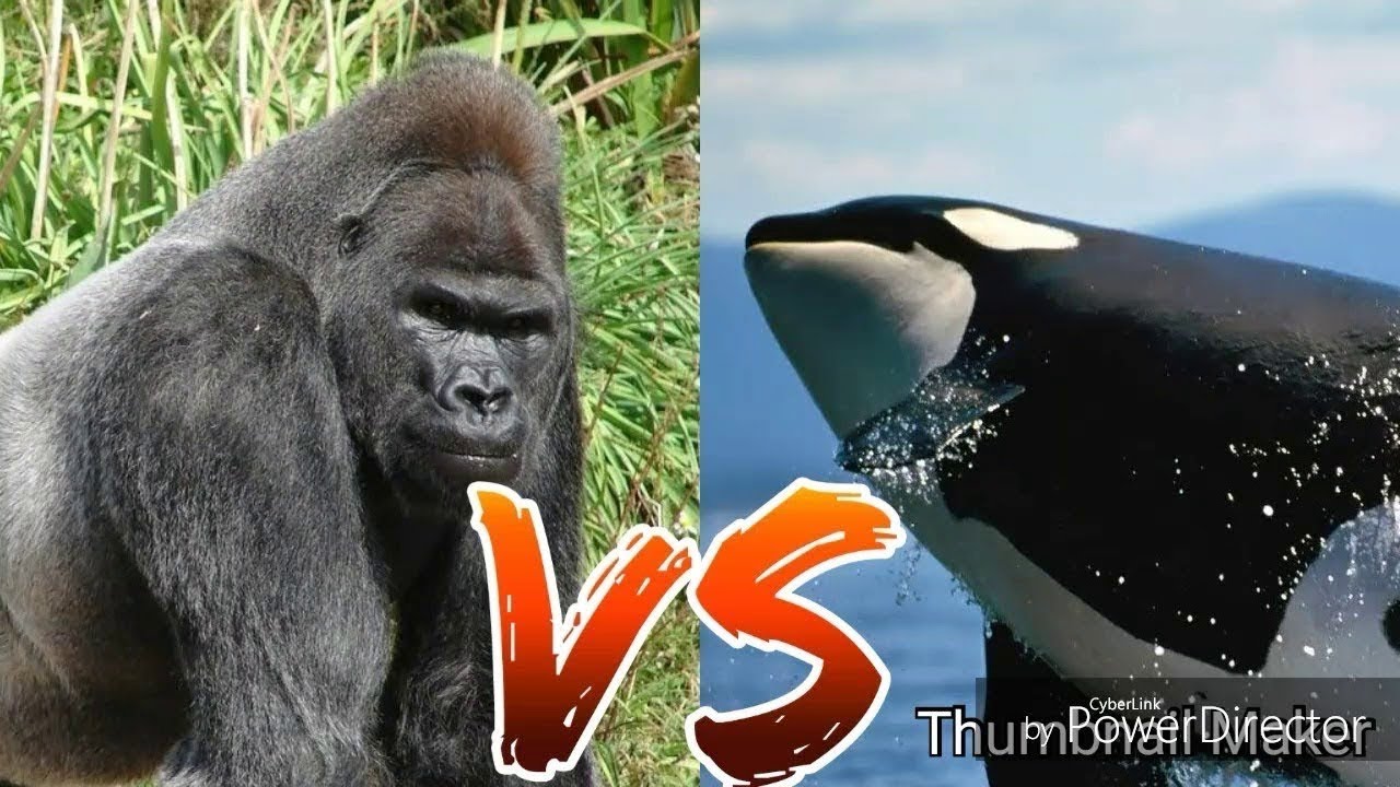 Gorilla Vs Killer Whale Youtube 