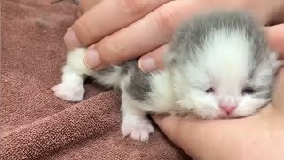 A newborn kitten Meowing for help in a trash can by Carlos Silva YT 1,979 views 2 months ago 12 minutes, 5 seconds