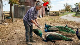 Everyone Mocked Her for Keeping Heritage Peacocks — Until a Buyer Offered $40,000