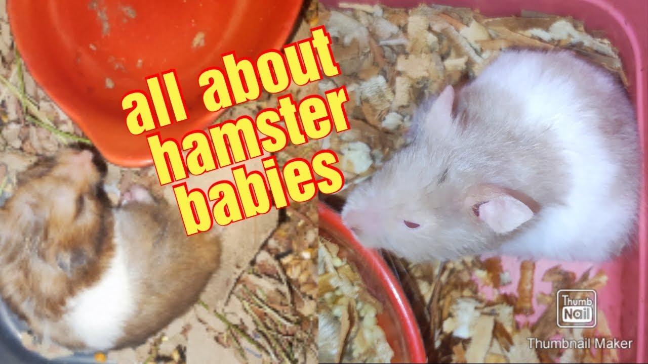 ALL ABOUT BABY HAMSTER TRANSFERRING TO ANOTHER CAGE? YouTube