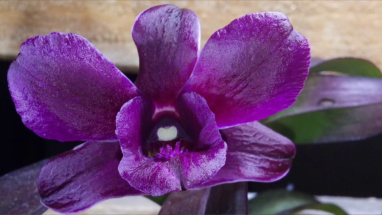 ORQUÍDEAS EM APARTAMENTO - WALKERIANA E DENDROBIUM ROXO- ATUALIZAÇÃO -  thptnganamst.edu.vn