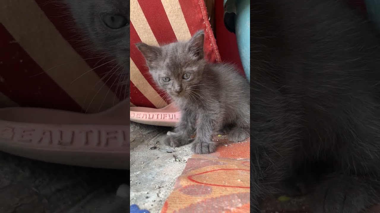 soo cute baby kitten 