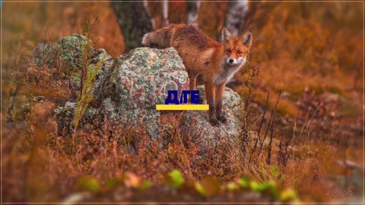 Любовь к родине. - YouTube