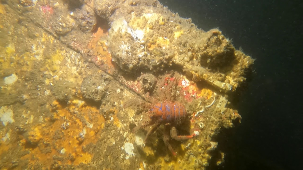 Galathée bicolore (Galathea strigosa)