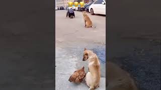 Very Funny Dogs & Chicken Copying Man Exercise - Try Not To Laugh #Funny