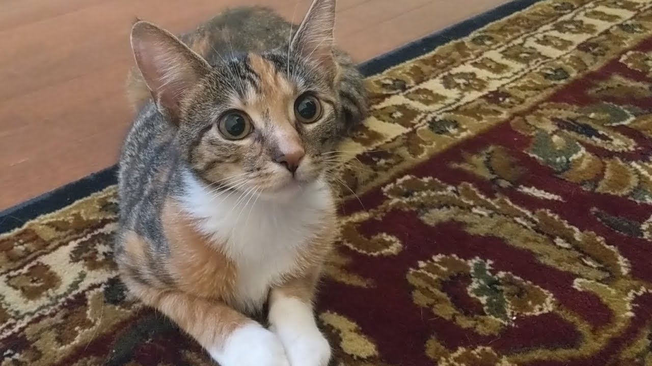 Kitten comes home after spay surgery YouTube