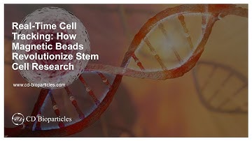 Real-Time Cell Tracking: How Magnetic Beads Revolutionize Stem Cell Research