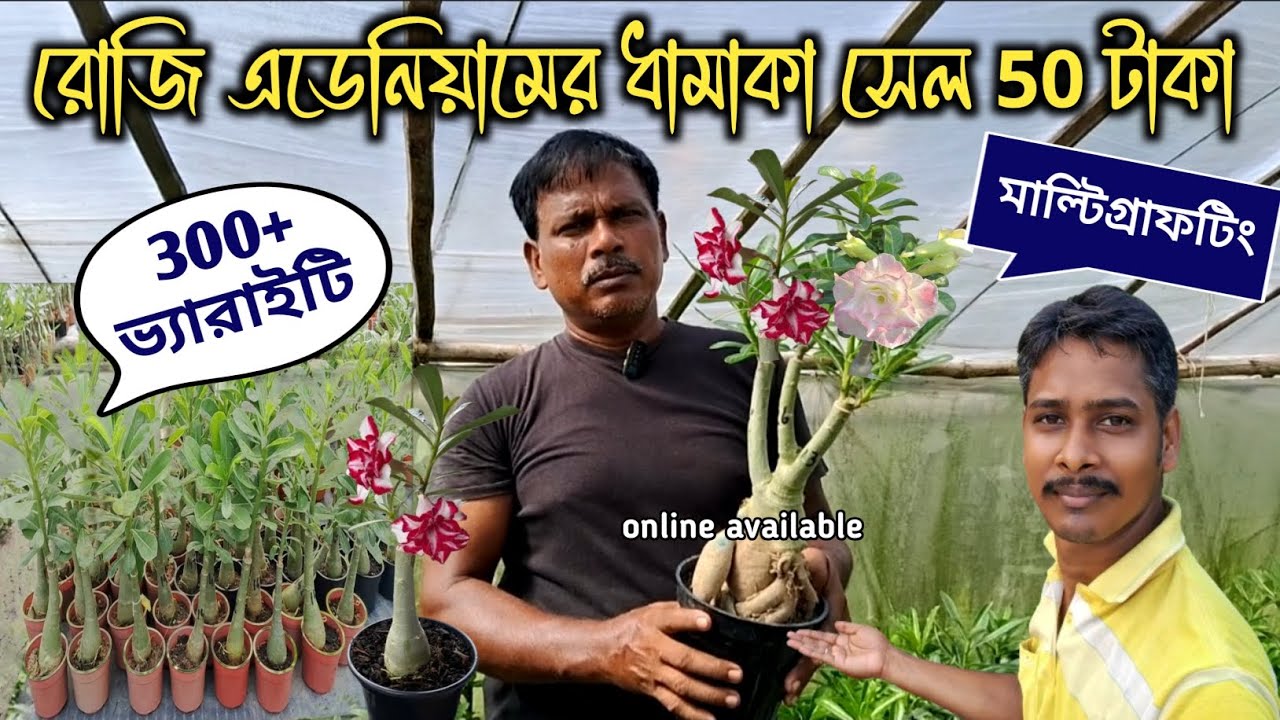 সস্তায় রোজি এডেনিয়ামের ধামাকা সেল 50 টাকায় দিচ্ছে দূর্গা নার্সারি 📱9732723195