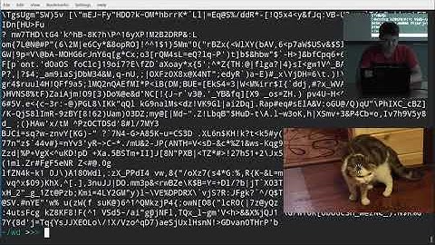 Основы Linux, "Основы практической информационной безопасности", №1 | Кружок CTF от команды SPRUSH