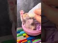 最強にかわいい猫ちゃん集めたよ～🥰