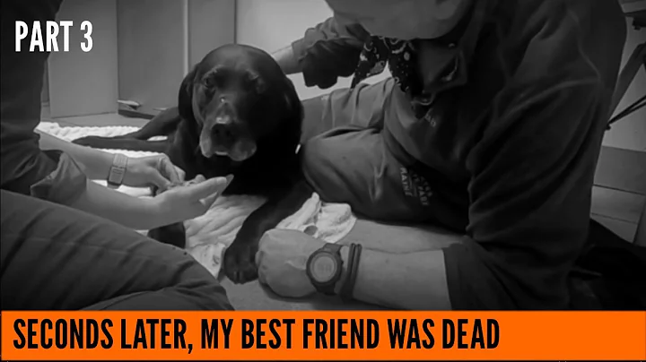 Putting your dog to sleep | When is it time, and w...