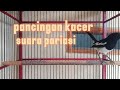 Kacer gacor buat pancingan kacer suara pariasi bikin kacer lain ikut bunyi