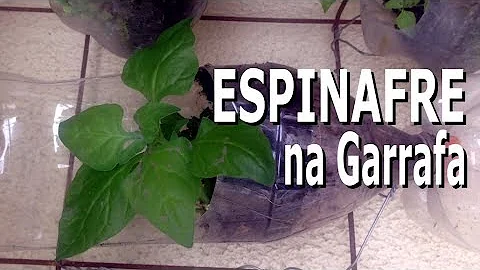 Como plantar espinafre em sementes?