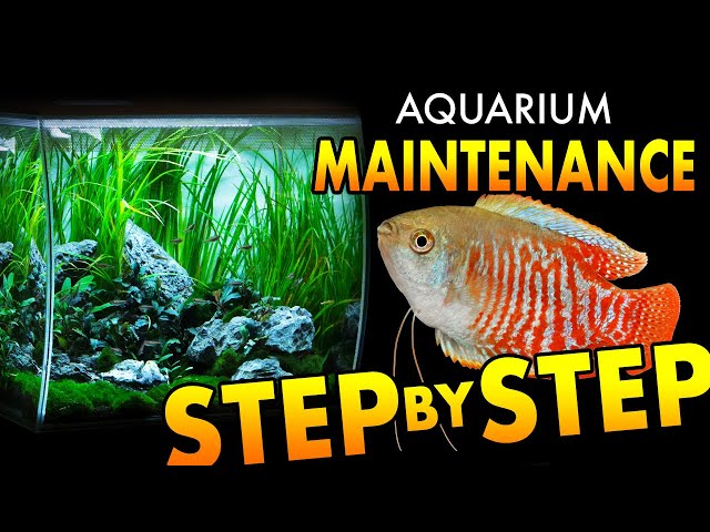 HOW TO: Maintain an Aquarium, Step by Step