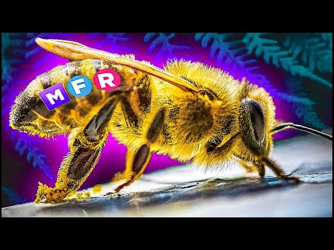 МЕГА Королева Пчёл в Адопт Ми 2021! 🐝 ТОП ТРЕЙДЫ в Adopt Me Роблокс адопт ми трейд