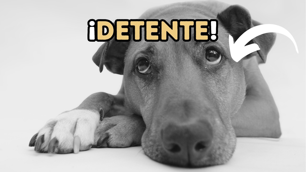 10 Errores Que Están DAÑANDO a tu Perro (y que casi todos cometemos)