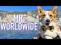 TOPI IN MONACO! - Topi the Corgi