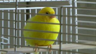 Canary plays delicately with the food / Canari jouant délicatement avec la nourriture [HD] screenshot 2