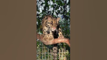 Clouded leopards are the most beautiful cats in the world!! 🌎