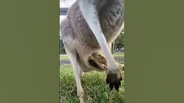 the cutest moments of the kangaroo and Joey | Khoảnh khắc đẹp của chuột túi và con của nó #shorts