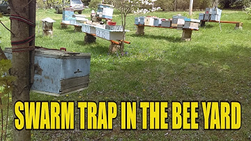 Swarm Trap In The Bee Yard