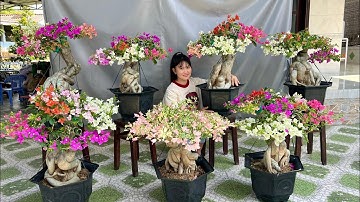 Ngọc Bích chào bán Lô HOA GIẤY bonsai giống mới siêu bông