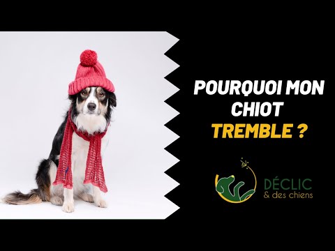 Vidéo: Devrais-je m'inquiéter du fait que mon chiot halète?