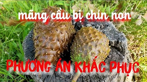 Mãng cầu xiêm chín non, phương án khắc phục.#water #agriculture #caygiong #tutorial