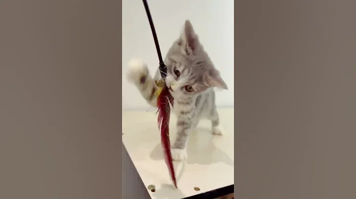 Video 10443951: american curl kittens, male kitten, pets