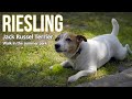 Riesling / Jack Russel Terrier // Sony α7S III + Sony FE 20-70mm f/4 G / 120 fps / 4k