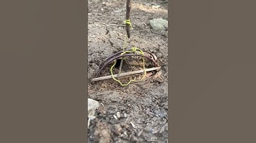 Cách làm bẫy chuột,bẫy rắn #bẩychuột #bẫyrắn