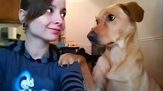 Download Lagu When Your Dog Is More Like a Comedian Than a Pet 😄 Funny Dog and Human MP3 Download Lagu When Your Dog Is More Like a Comedian Than a Pet 😄 Funny Dog and Human MP3