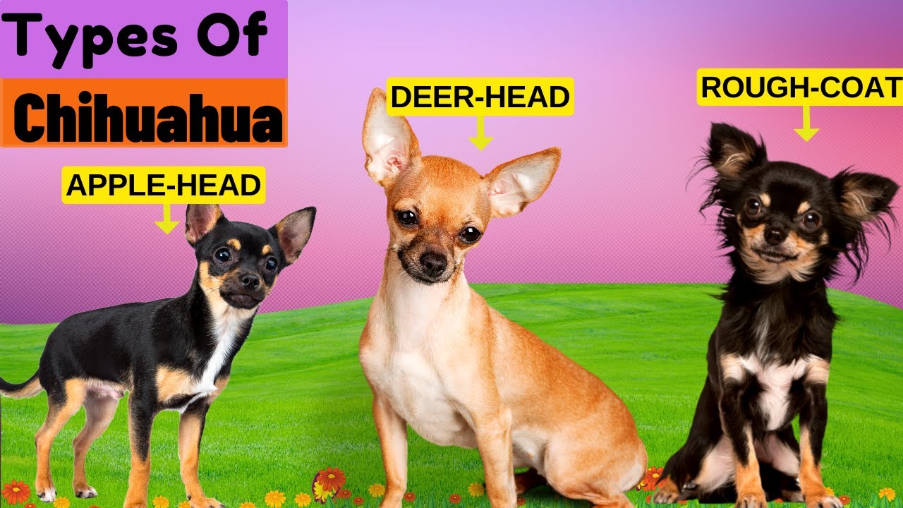 whats a deer head chihuahua