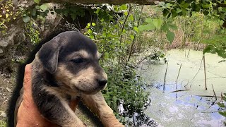 Göletin Kenarında Mahsur Kalan Yavru Köpeği Kurtardık