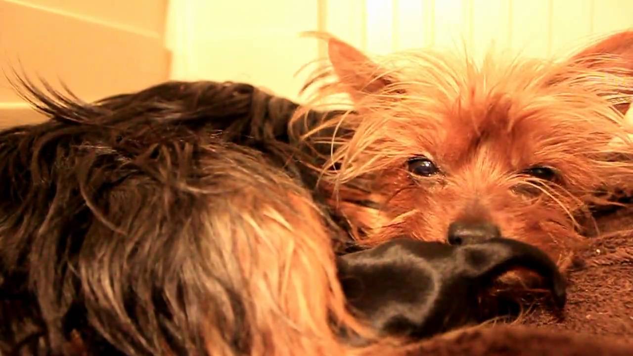 Teacup Yorkie and her new born puppies - YouTube