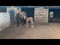 Potro recién nacido caballo y yegua