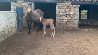 Potro recién nacido caballo y yegua