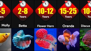 Comparison: Lifespan Of Different Popular Ornamental Fish