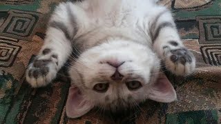 🤣funny cats 2021😹 | I laughed for half an hour when😁I saw them | try not to laugh🤣best funny4 by Best Funny4 302 views 3 years ago 5 minutes, 53 seconds