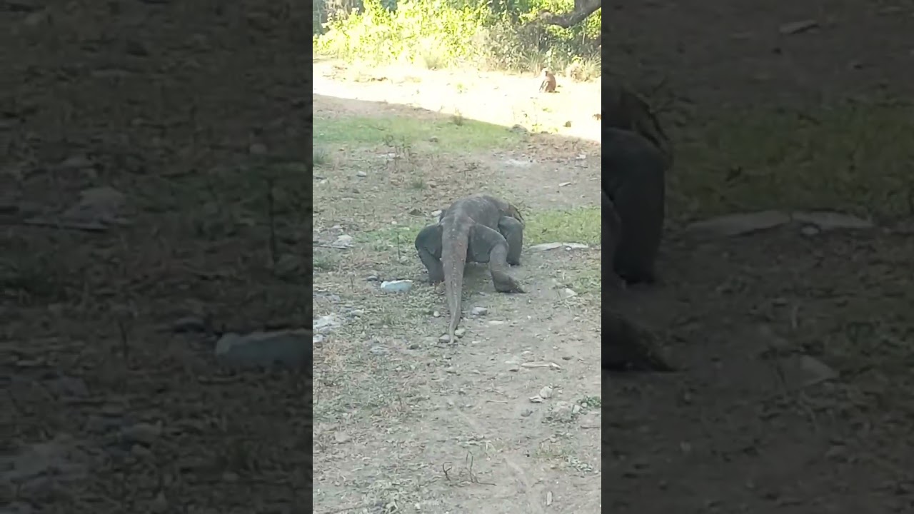 KOMODO DRAGON VS SOME MONKEYS 
