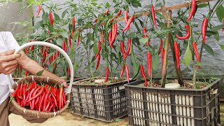 Don't miss this secret to growing chili - If you like to eat chili