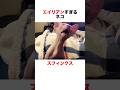 エイリアンみたいなネコ