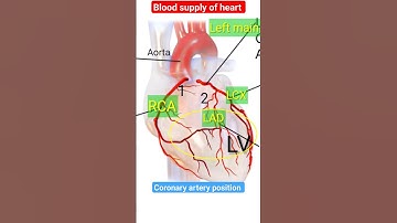Coronary artery Location on heart l #heart #echo #shorts