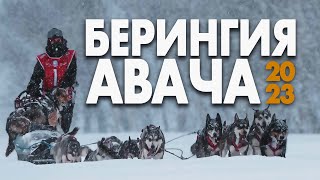 БЕРИНГИЯ АВАЧА - горная гонка на собачьих упряжках