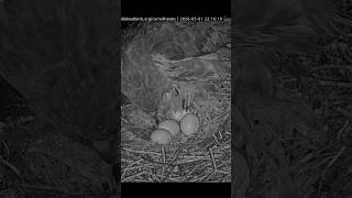 PIP in two Hawk eggs #bigred #birds #nest #nature #wildlife #egg #hawk